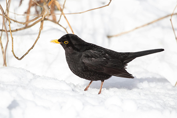 Male blackbird