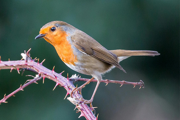 Robin bird perched on brambles