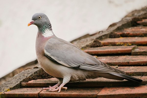 Wood Pigeon