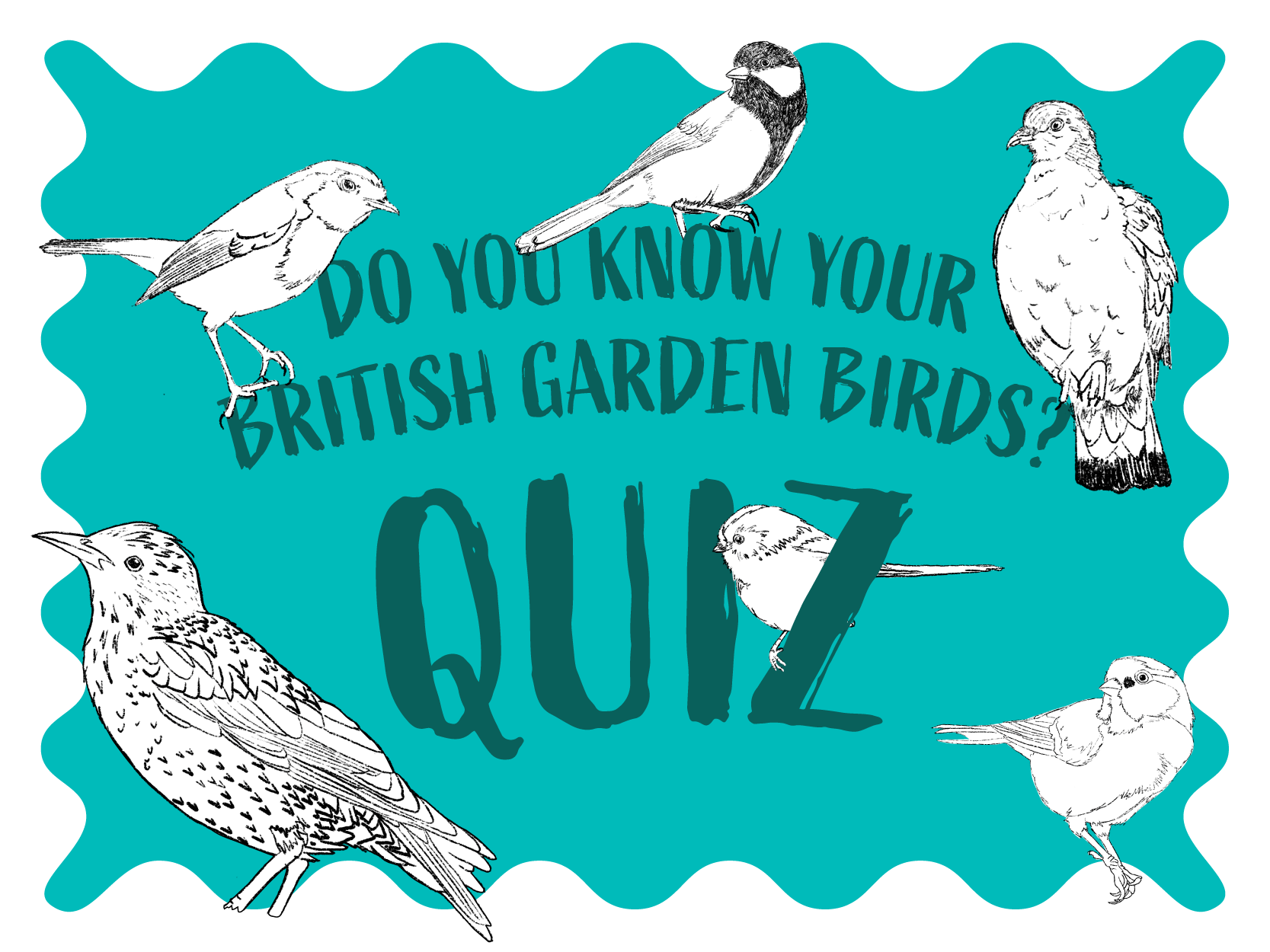 Do you know your British garden birds banner stamp with pencil drawings of British birds