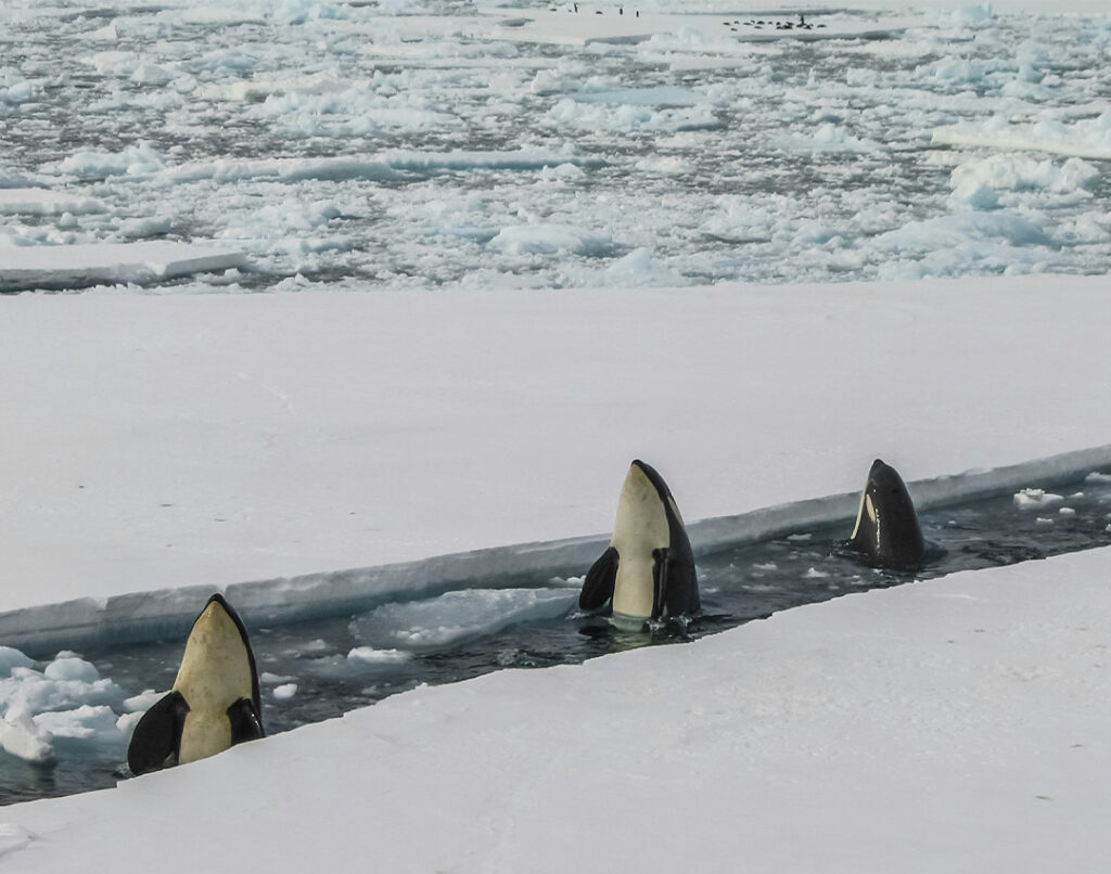 3 orca spyhopping between 2 ice floes.