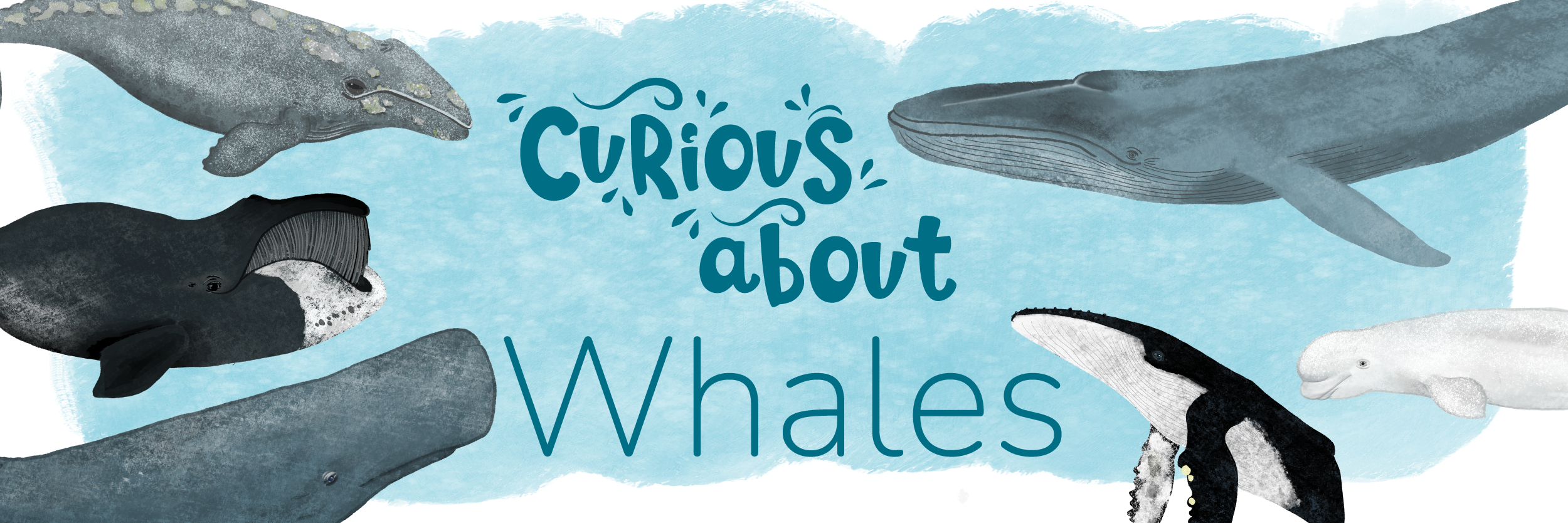 curious about whales banner