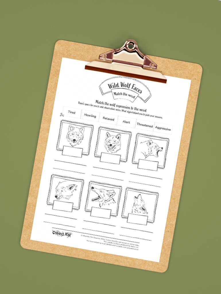 Clipboard with Curious Kin wild wolf faces activity page attached