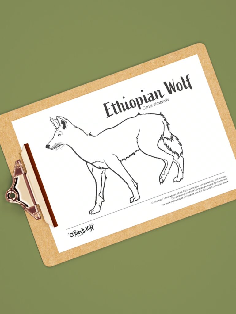 Clipboard with Curious Kin Ethiopian wolf colouring page attached