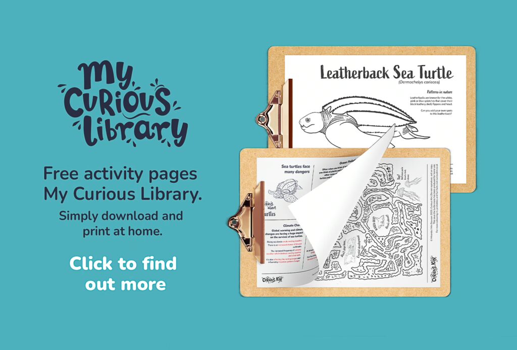 Pictures of printable turtle themed activities on clipboards with my curious library