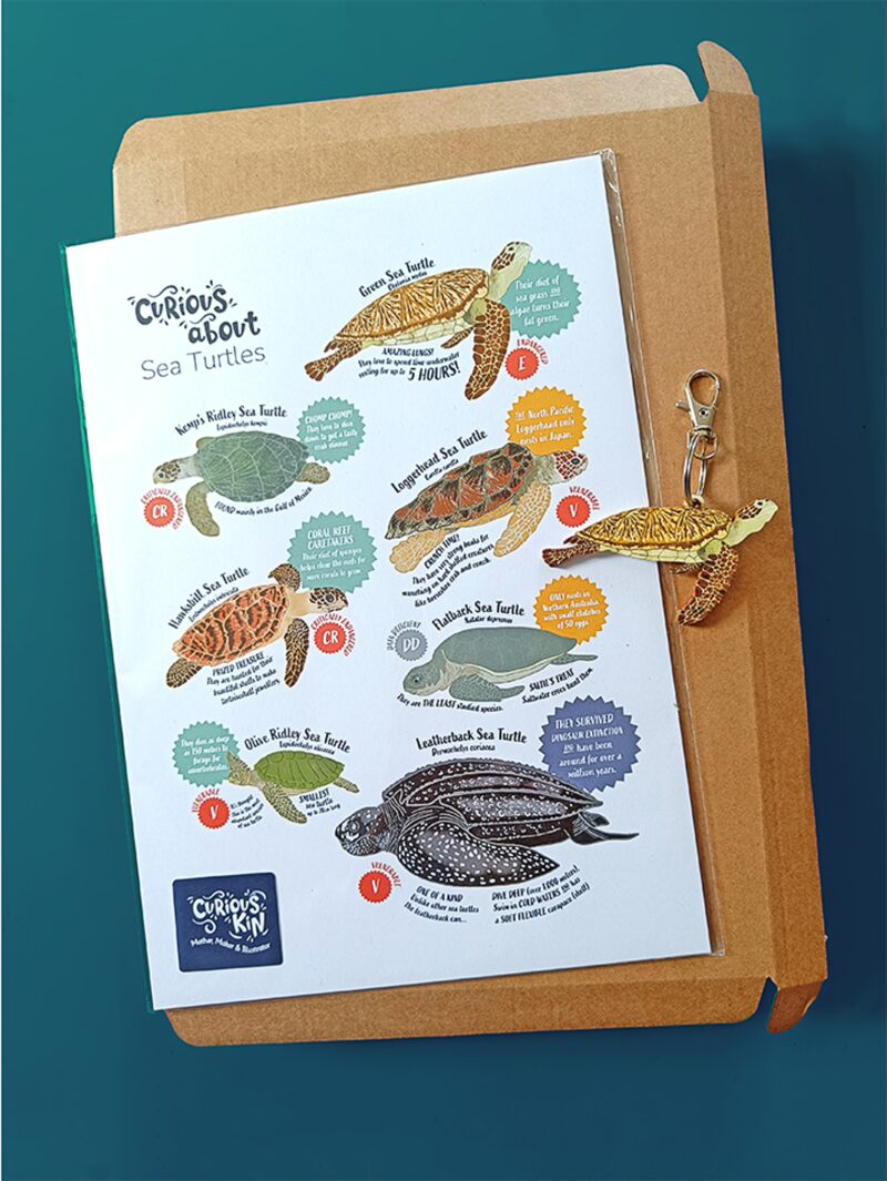 Curious about sea turtles bundle - green sea turtle keyring and a4 illustrated sea turtle species poster.