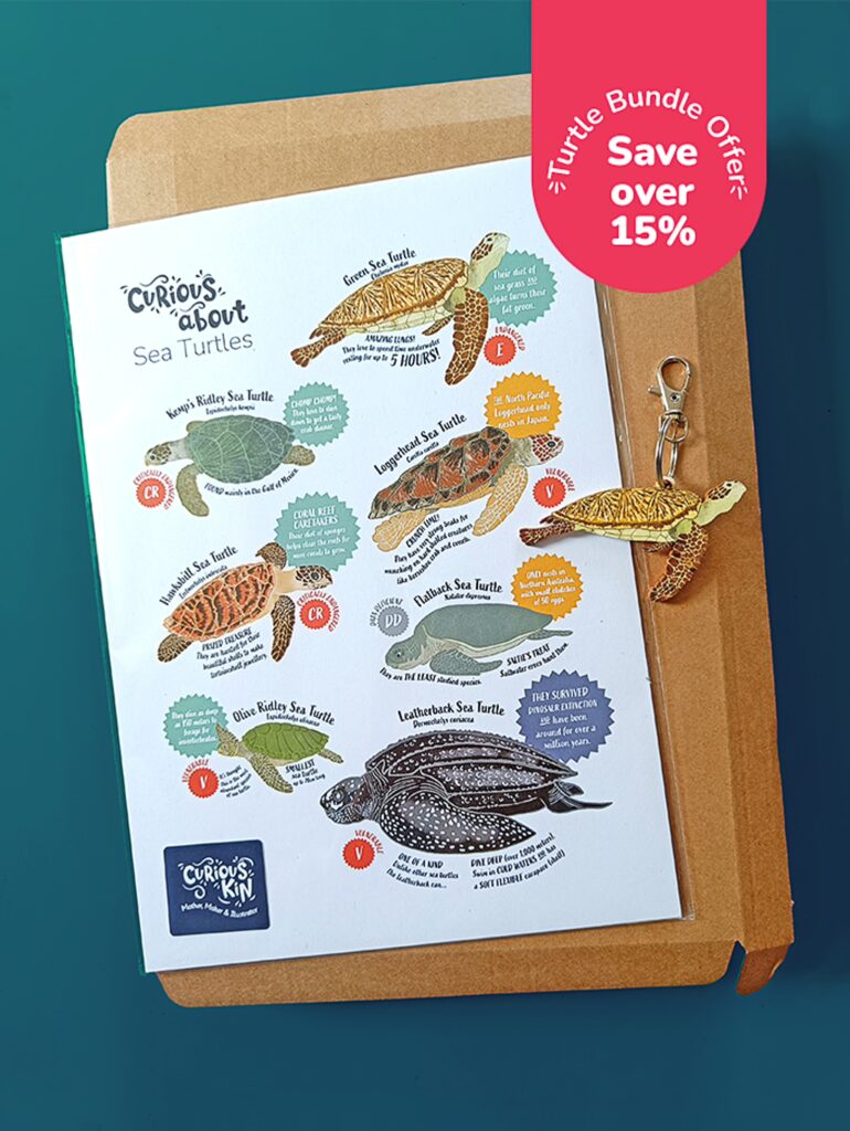 Curious about sea turtles bundle - green sea turtle keyring and a4 illustrated sea turtle species poster. Save over 15% offer attached.