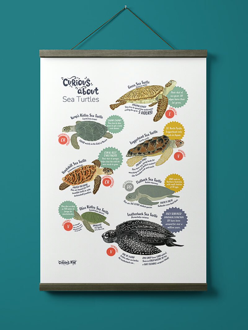 Curious about Sea turtles bundle - Image 6
