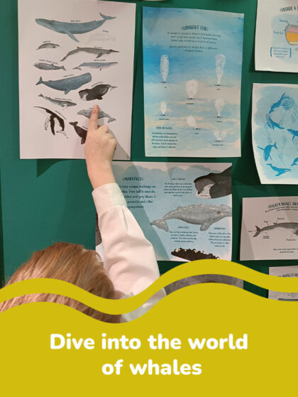 picture of boy looking at whale resources from curious kin's curious about whales pack
