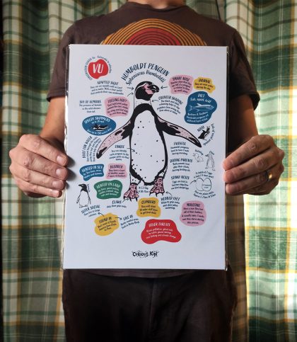 Fun fact poster with illustration of humboldt penguin A4 sized