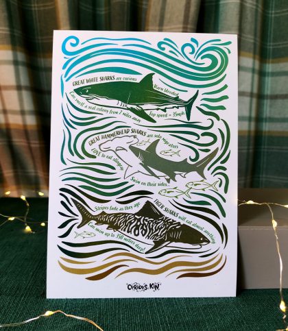 A5 print of shark art with fun facts about great whites, great hammerheads and tiger sharks.