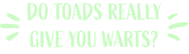 Do toads really give you warts?