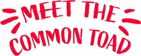Meet the common toad