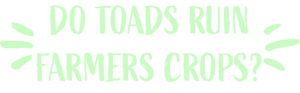 Do toads ruin farmers crops?