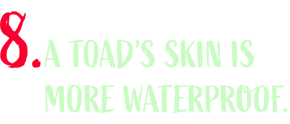 A toad's skin is more waterproof