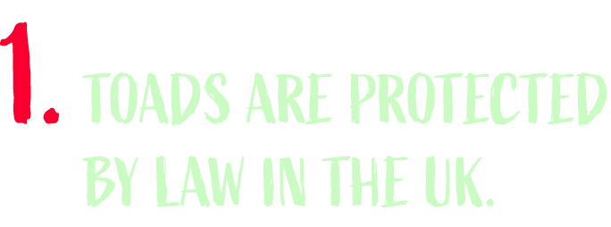 Toads are protected by law in the UK