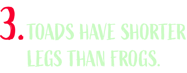 Toads have shorter legs than frogs