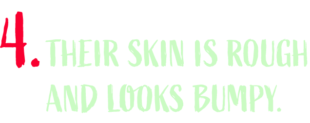 Their skin is rough and looks bumpy