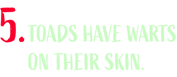 Toads have warts on their skin