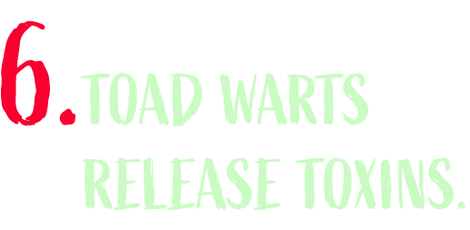Toad warts release toxins