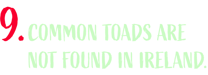 Common toads are not found in Ireland