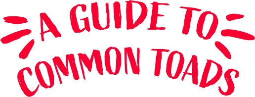 A guide to common toads