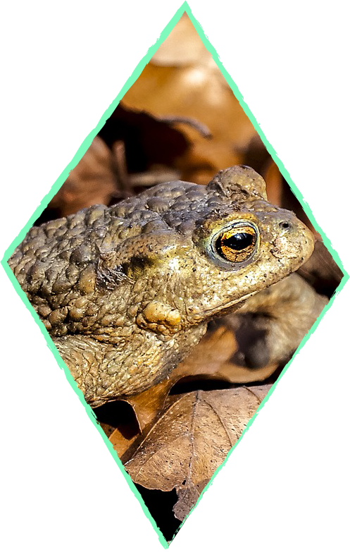 A side on photo of a common toad on dead leaves cropped in a diamond shape.