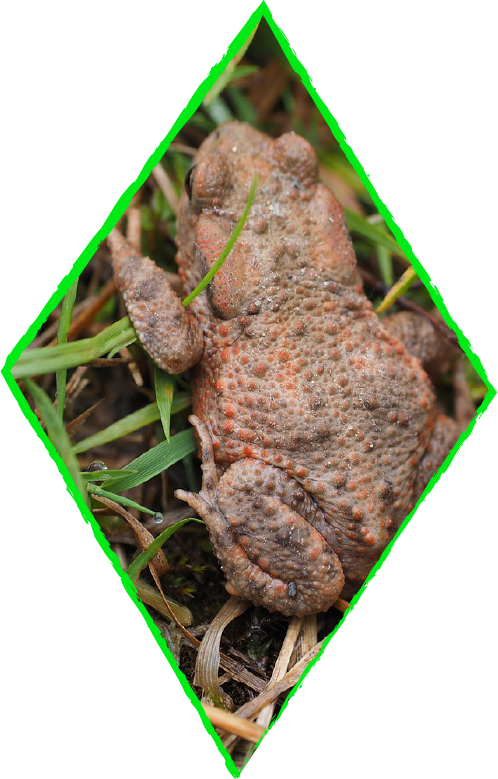 A photo of a common toad showing full body shape along its back cropped into a diamond shape.