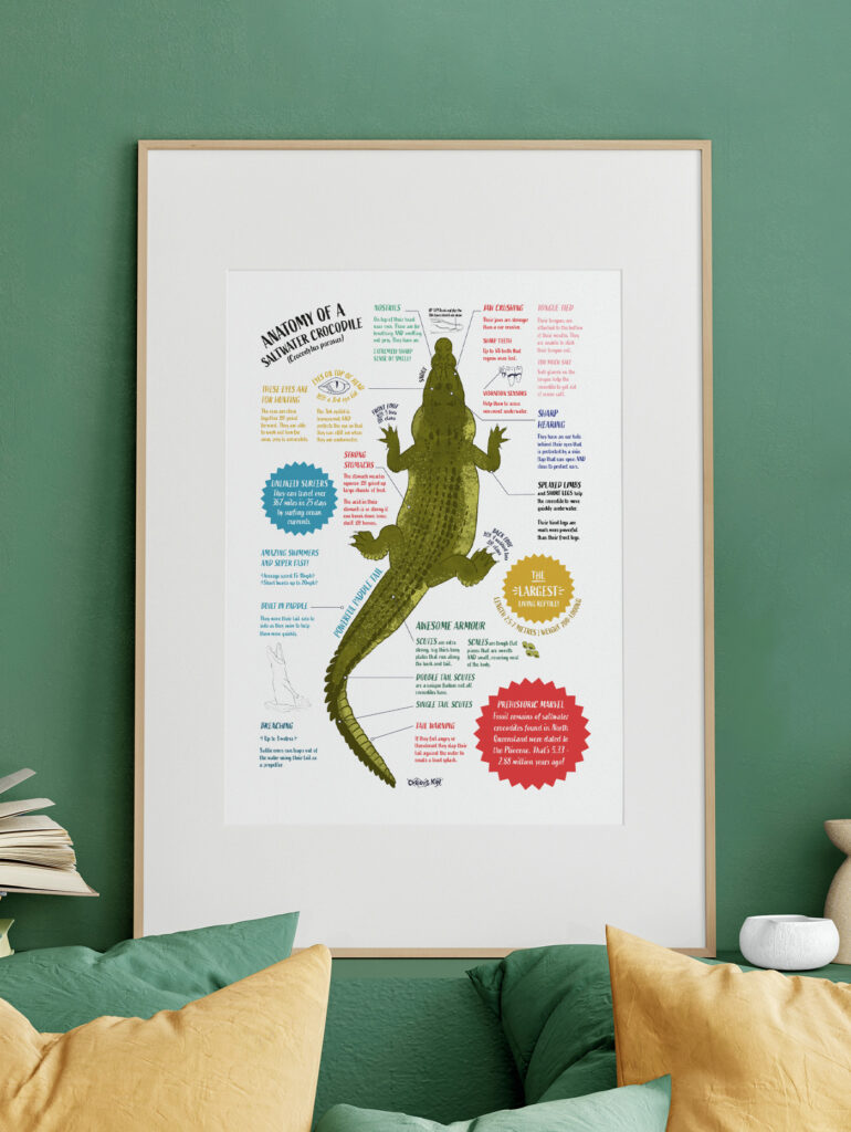 illustration of a saltwater croc aerial view surrounded by fun facts about anatomy of them by curious kin