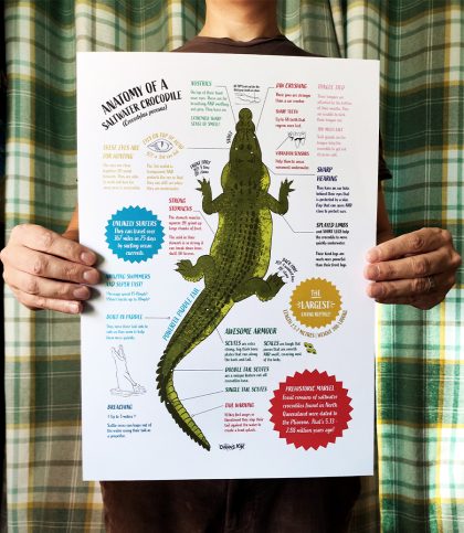 A3 fun fact poster with birdseye view of saltwater croc and bite size colour coded fun facts.