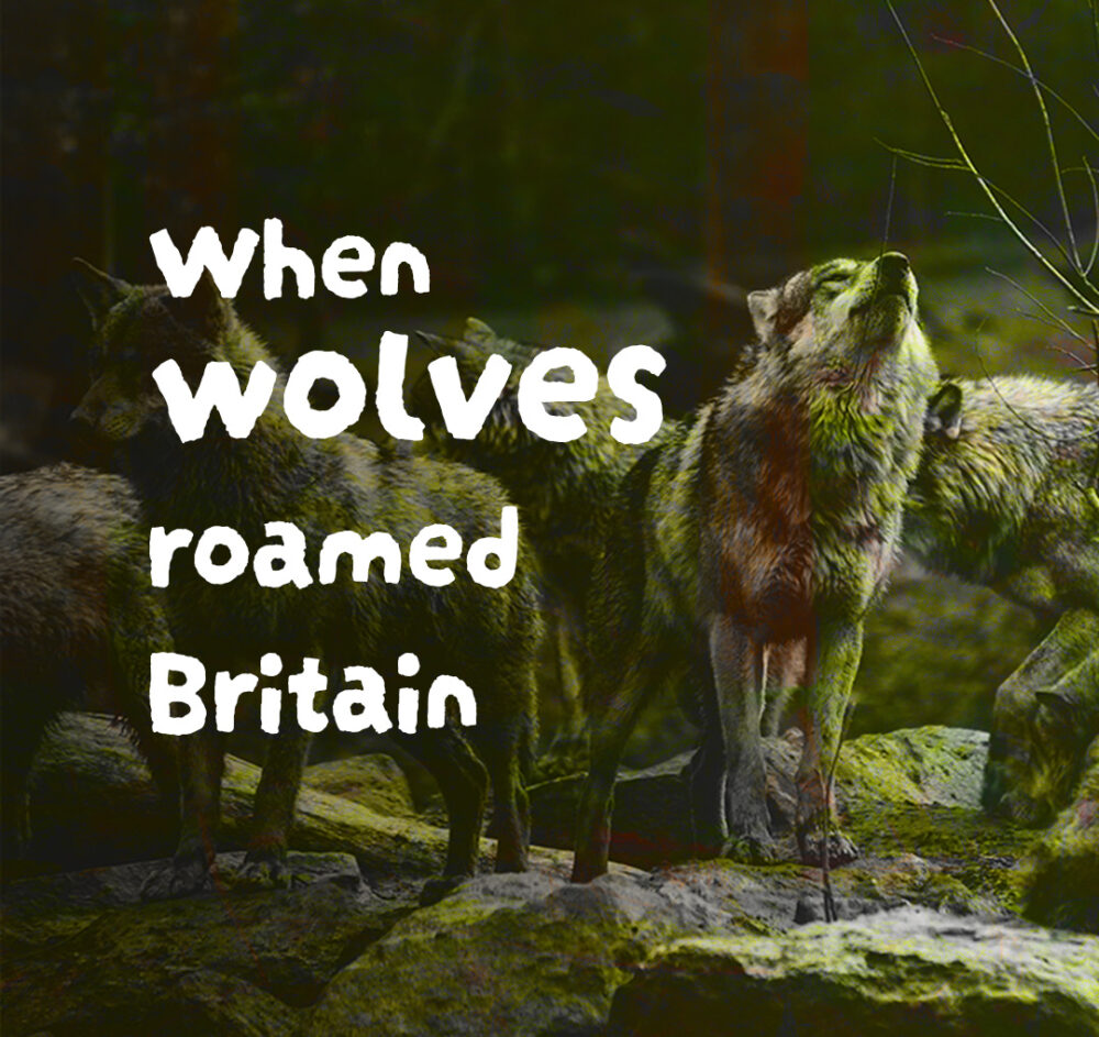Wolf pack howling through woodland.