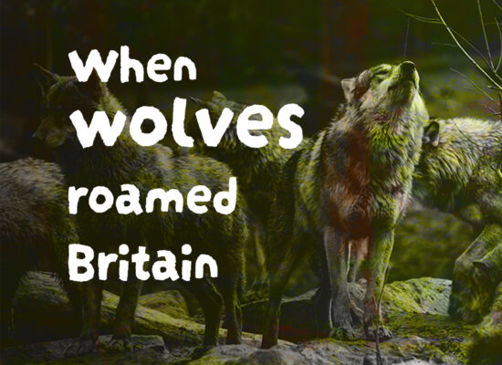 Wolf pack howling through woodland.