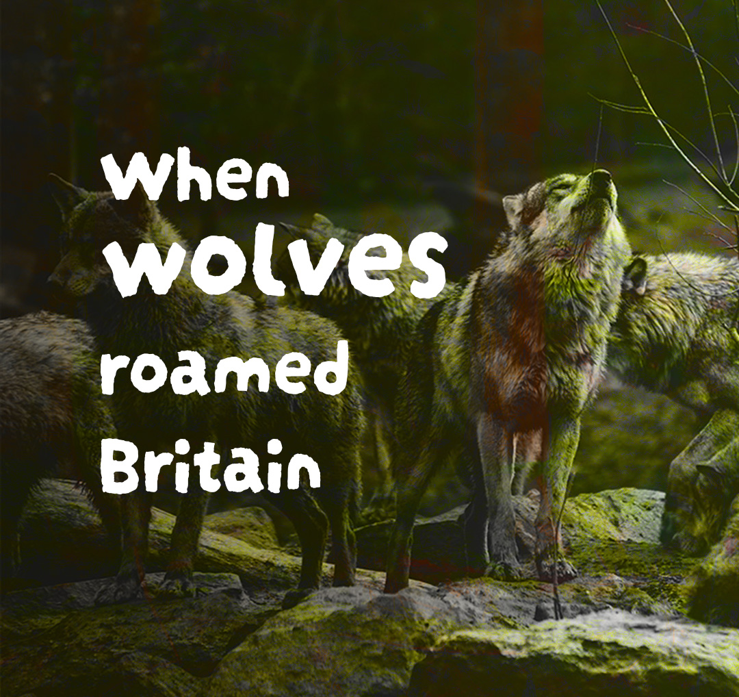 Wolf pack howling through woodland.