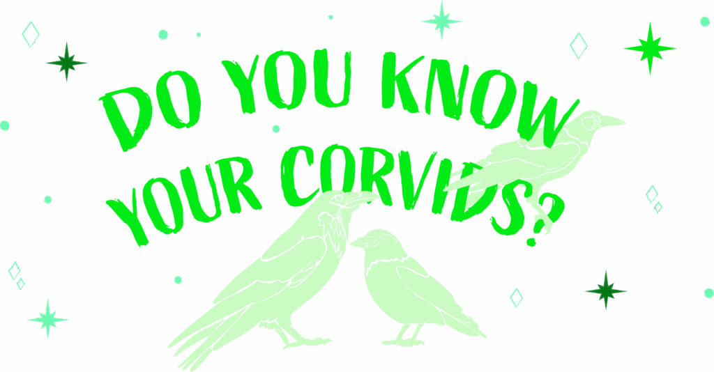 Do you know your corvids? Quiz banner in neon greens with stamps of rook, raven and jackdaw.