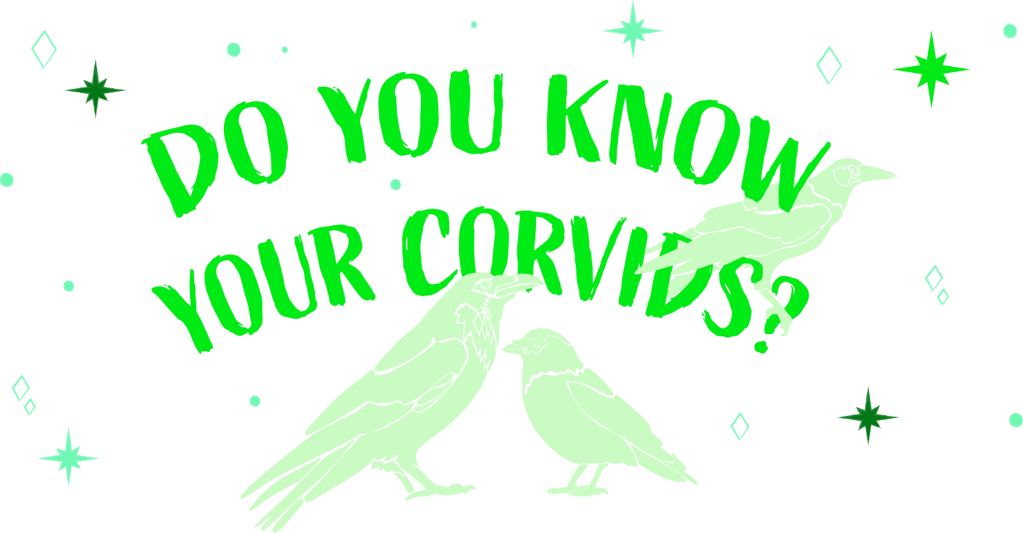 Do you know your corvids? Quiz banner in neon greens with stamps of rook, raven and jackdaw.