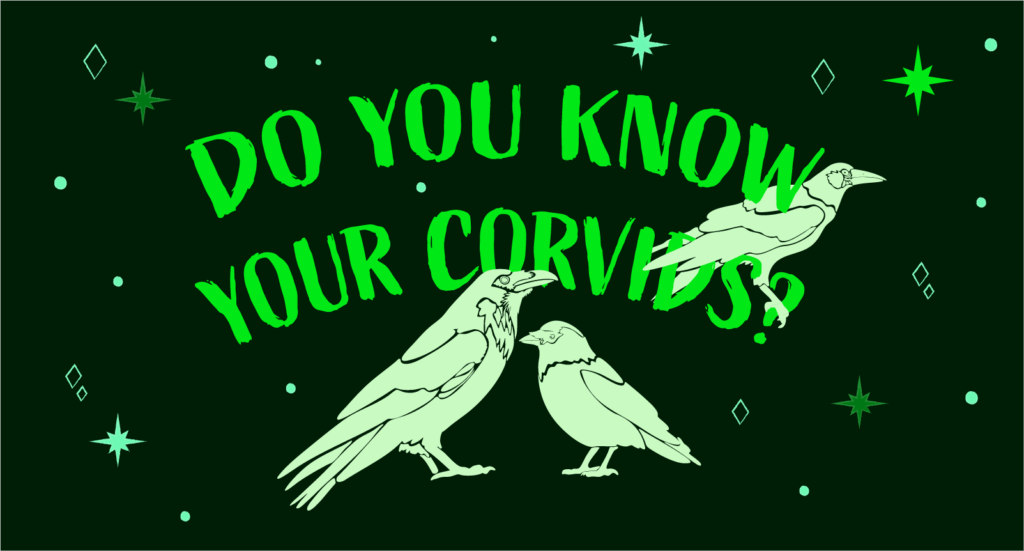 Do you know your corvids? Quiz banner in neon greens with stamps of rook, raven and jackdaw on dark background.