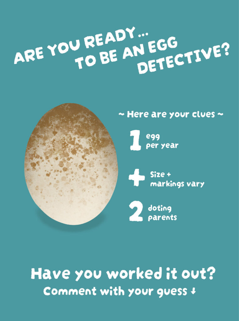 Are you ready to be an egg detective. Here are your clues. The animal that lays this egg only lays 1 per year, size and markings vary and this hatchling will have 2 doting parents. 