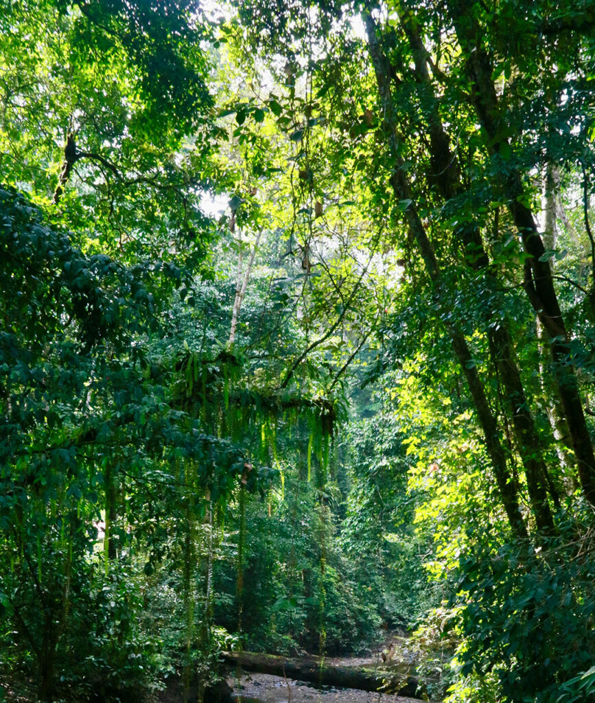 Picture of rainforest in borneo malaysia. Photo credit Polina Koroleva.