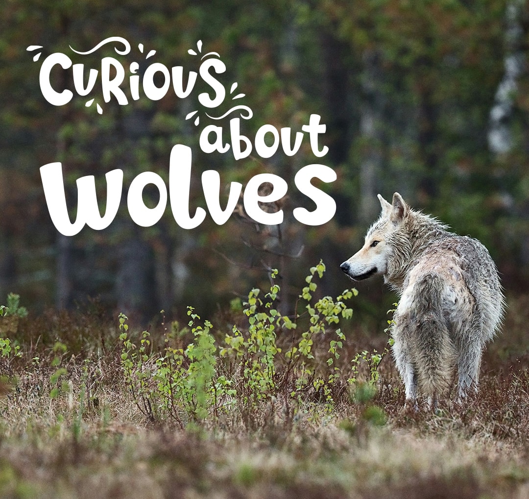 European wolf in open grassland with back to camera looking across the field with the hand drawn blog title curious about wolves