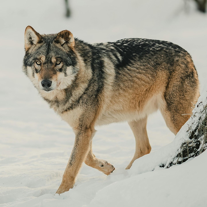 Gray wolf walking in snow