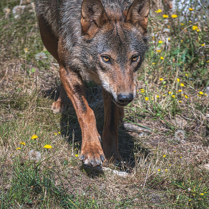 iberion wolf tentatively taking a step