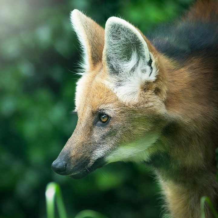 Maned wolf head profile showing big ears, black mane and narrow snout.