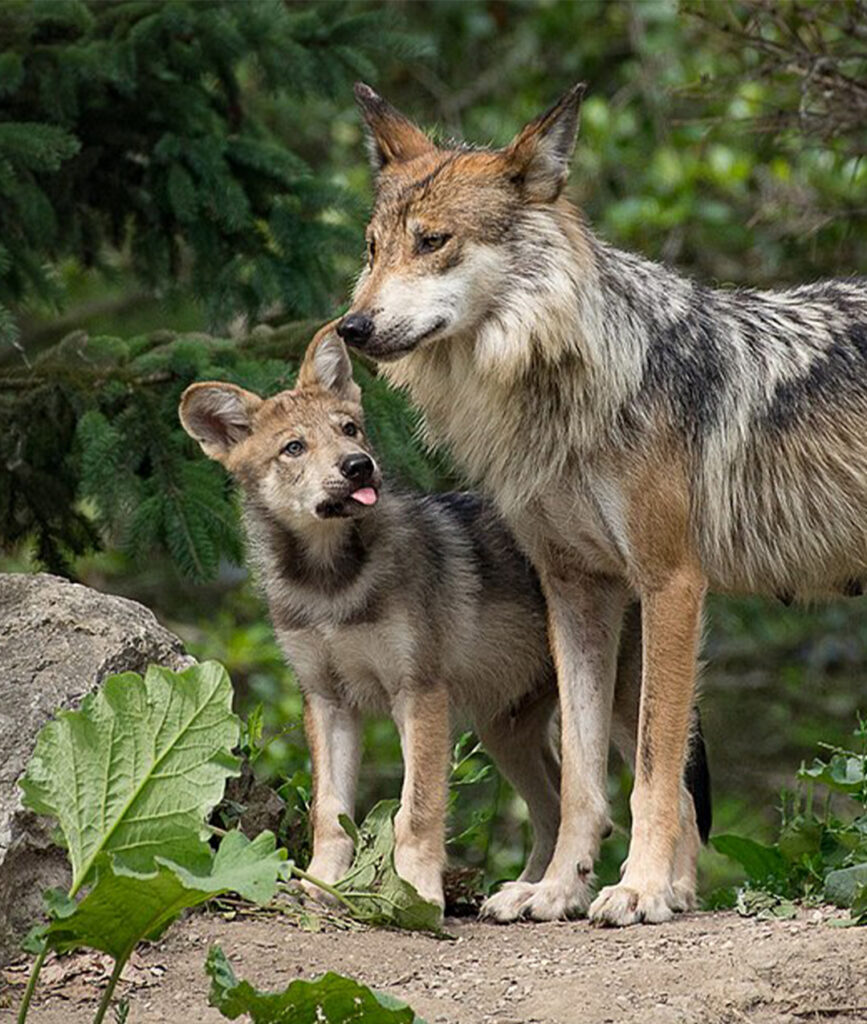 Mexican Grey Wolf pup and mother