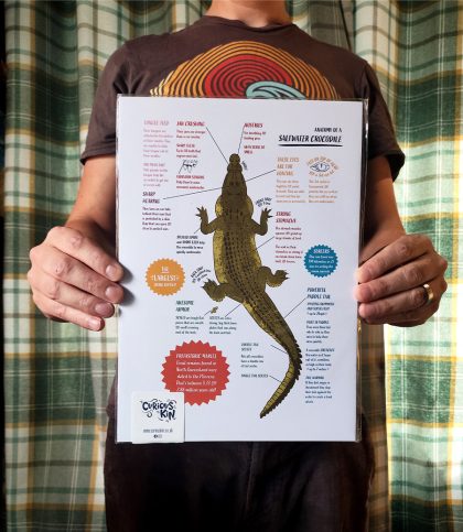 An A4 print of a birdseye view of a saltwater crocodile surrounded by colour coded bitesize fun facts about saltwater crocodile anatomy