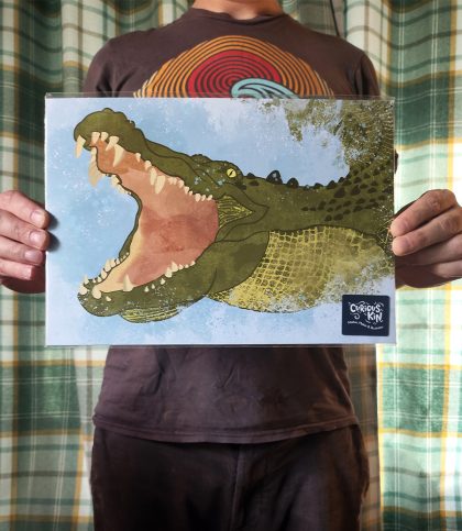 An A4 print of an illustration of a saltwater crocodile lunging out of the water.